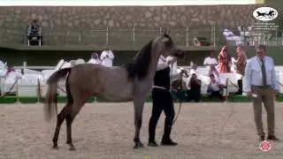 N 6 KEEF AL DIRIYA   The 13th Makkah International Region Championship   Yearling Fillies Class 1A
