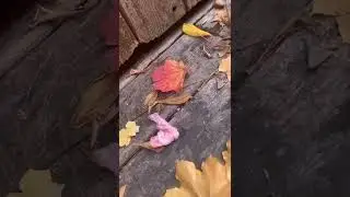 Squirrel Issue in Downtown Toronto Homes | Squirrel Exclusion Services by Wildlife Pro