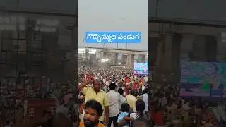 గొబ్బెమ్మల పండుగ#nellore #sankranthi#2026#festival #nellorecity#kitefestival #ap #celebration#viral