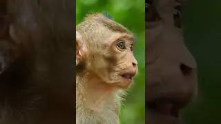 ASIA MONEY LOOKING JUNGLE 🙈  #trending #monkeychallenge #animallife #wildlife