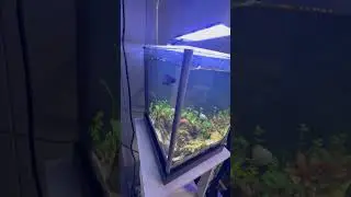 Male betta tank got a new look 