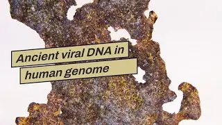 Ancient viral DNA in human genome guards against infections