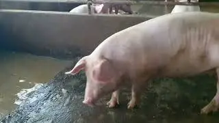 Injecting respiratory medicine into pigs
