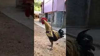 baba ramdev ka murga
