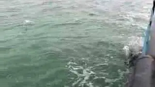 Dolphins at Dauphin Island clip 4h