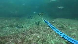 Breaksea Cod (Black Arse)