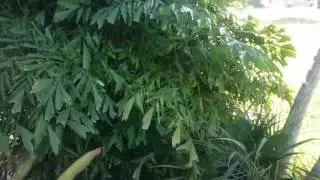 The Clumping Fishtail Palm - Caryota mitis.