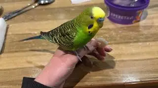 My Budgie&rsquo;s First Seafood Experience #budgies #seafood #shrimp #parrot #crazypets #pets #cute #birds