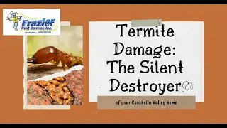 How to Identify Termites | Frazier Pest Control