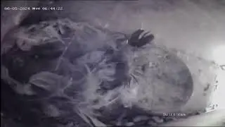 LIVE birds and bee cams at Lackford Lakes