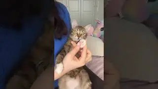 Спокойствие, только спокойствие! Ведь с I LOVE MY PET пушистые лапки всегда будут чистыми 💖
