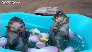 Baby Monkey Janny shally relaxing  to swim very happiness  / a nice  day for their