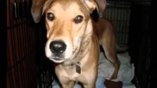 Animal Rescue Slideshow