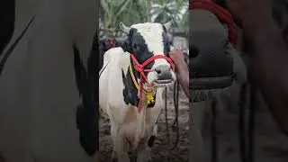 🐂The bull that was for sale in the market| Chattipparamba Chanda| kaala chantha Malappuram|Cow Ma...
