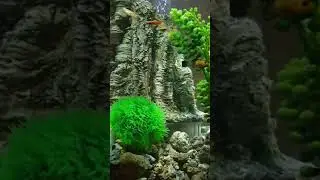 Biorb 30l led mcr timelapse