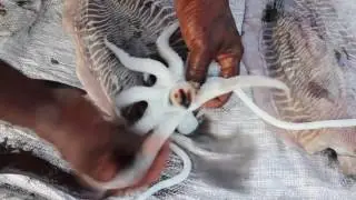 How to Cook The Giant Squid - KADAL Tv