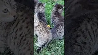 8 Baby kittens exploring outside for the first time.