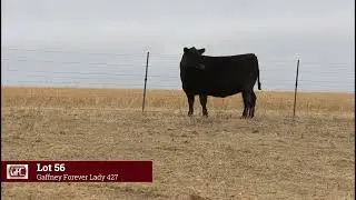 Lot 56 Gaffney Forever Lady 427