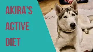 Siberian Husky Akira thrives as an active dog on a vegan diet