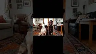 short with dogs and cats #aifunny #veov3