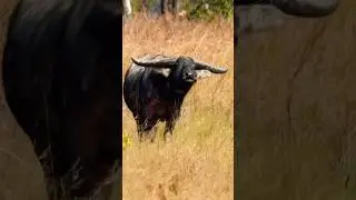 Proper Old Giant: Wild NT Buffalo Bull #waterbuffalo #australia #wildlife