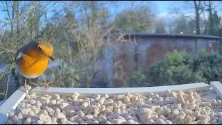 Bird Feeder Camera Live