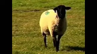 Watch sheep give a Christmas pageant, as angels guide this flock!