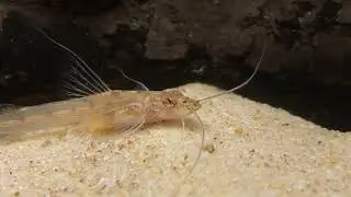 Mastiglanis yaguas