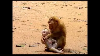 Cute baby monkey Leo so hungry, he refused little monkey Nori as his mother