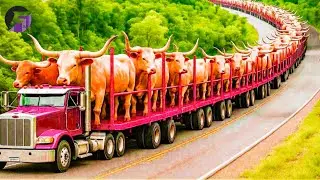 How MILLIONS of Cows are Raised & Transported | Shocking Truth About Massive Cow Transportation