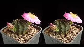 Echinocereus pulchellus P495 Aguirrei. Перекрёстная стереопара.