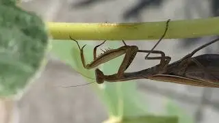 spawning Mantis Ootheca Mantis Gottesanbeterin Leshahnl Maringgele