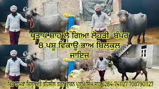 ਪ੍ਰਤਾਪ ਸ਼ਾਹ ਲੈ ਕੇ ਆ ਗਿਆ ਲੋਹੜੀ ਬੰਪਰ 8 ਪਸ਼ੂ ਵਿਕਾਊ ਪਿੰਡ ਝਾਮਕਾ  ਪ੍ਰਤਾਪ ਸਿੰਘ ਸਾਹ 6284-741127 7087901127