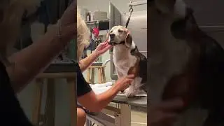 🐶 BEAGLE DOG Loves to be PRETTY