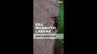 Kill Mosquito Larvae in Water