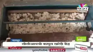 Government to start cotton buying centre in vidarbha