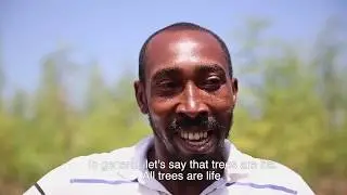 Moringa for Reforestation in Haiti