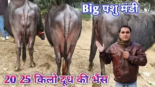 Cheap Buffalo mandi in India | दुधारू भैंस 70 हजार रुपए की इतनी ज्यादा सस्ती 😱 | biggest pashu peeth