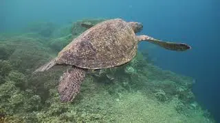 Misterios del Mar Curiosidades Ocultas del Océano