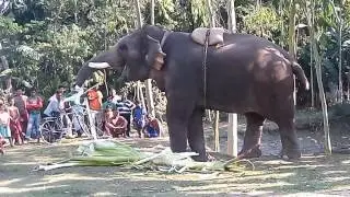 The Elephant's Feast || Marveling at Nature's Majesty as They Devour || Banana Trees