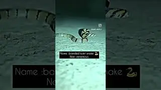 Snake 😱attack (banded Kukri snake 🐍 )#snake #snakebite #shorts #youtubeshorts @Snake_saver_k
