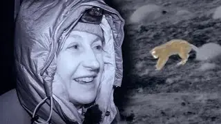 Wild Puma Plays like a Kitten | The Dark:  Nature's Nighttime World | BBC Earth