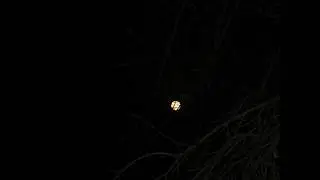 Moon Through The Tree Branches