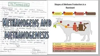 Methanogenesis || Methanogens 🤩