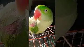 Cute talking parrot 🦜🌞