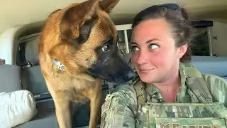 Когда Бог посылает тебе собаку-комика 😂 Самые смешные видео с собаками 2026 года