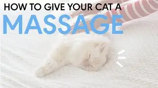 HOW TO GIVE A CAT A MASSAGE // 12 steps to kitty bliss