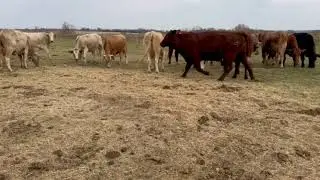 44 head of Angus/Brangus, BWF, Char X and Crossbred Cows, #0922 | cattle for sale