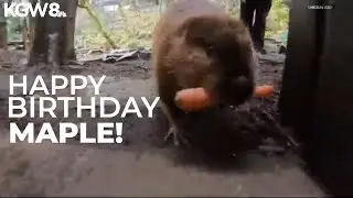Maple the beaver at Oregon Zoo celebrates 9th birthday