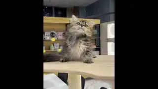 😂 FUNNIEST CAT VIDEOS OF August 2024